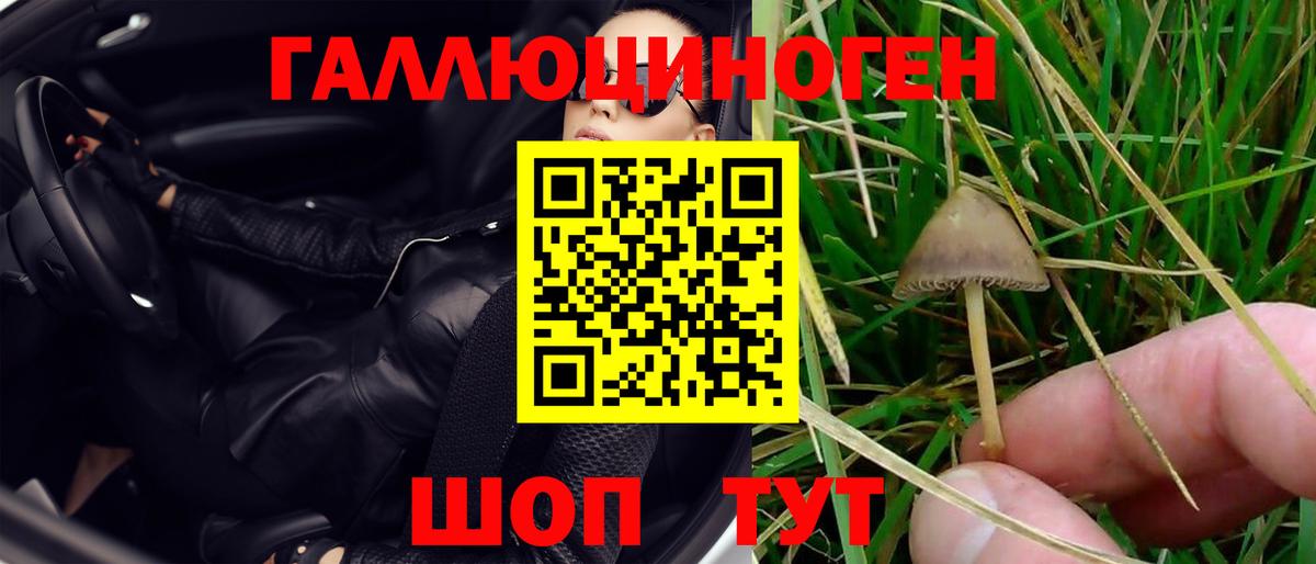 Псилоцибиновые грибы Psilocybine cubensis Кольчугино